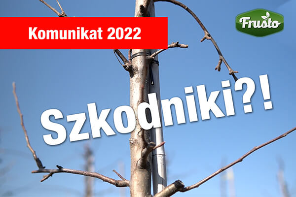 Komunikat sadowniczy 22.03.2022 / lustracja sadu pod kątem szkodników